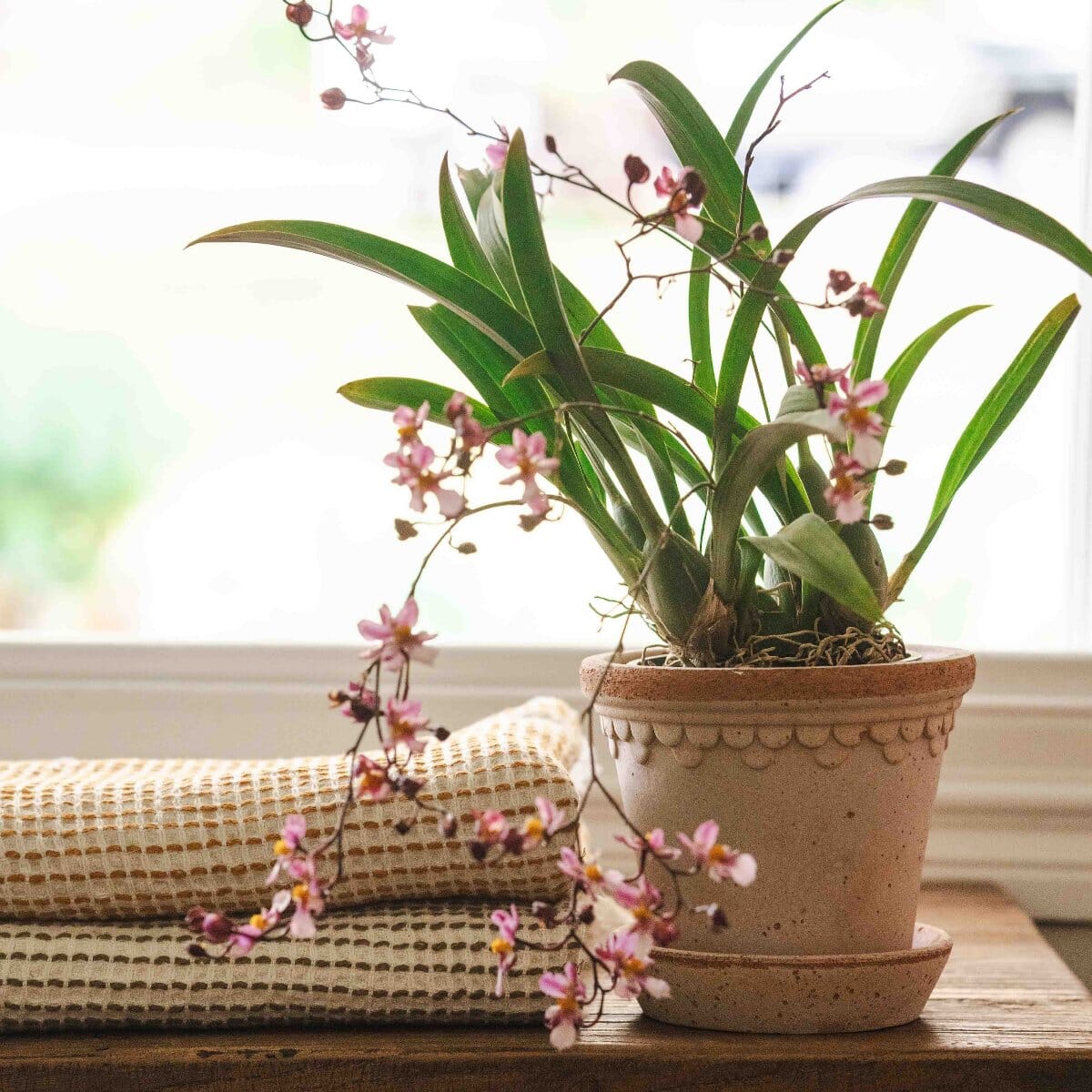 Kobenhavner Rosa inc saucer Pots - Berg Berg