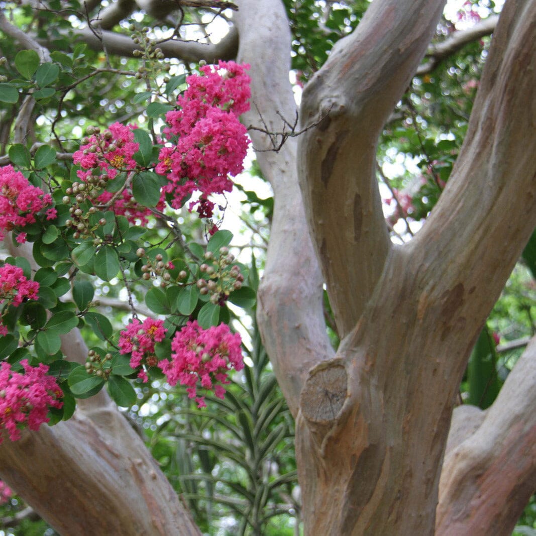 Lagerstroemia, Crepe Myrtle Brookfield Gardens