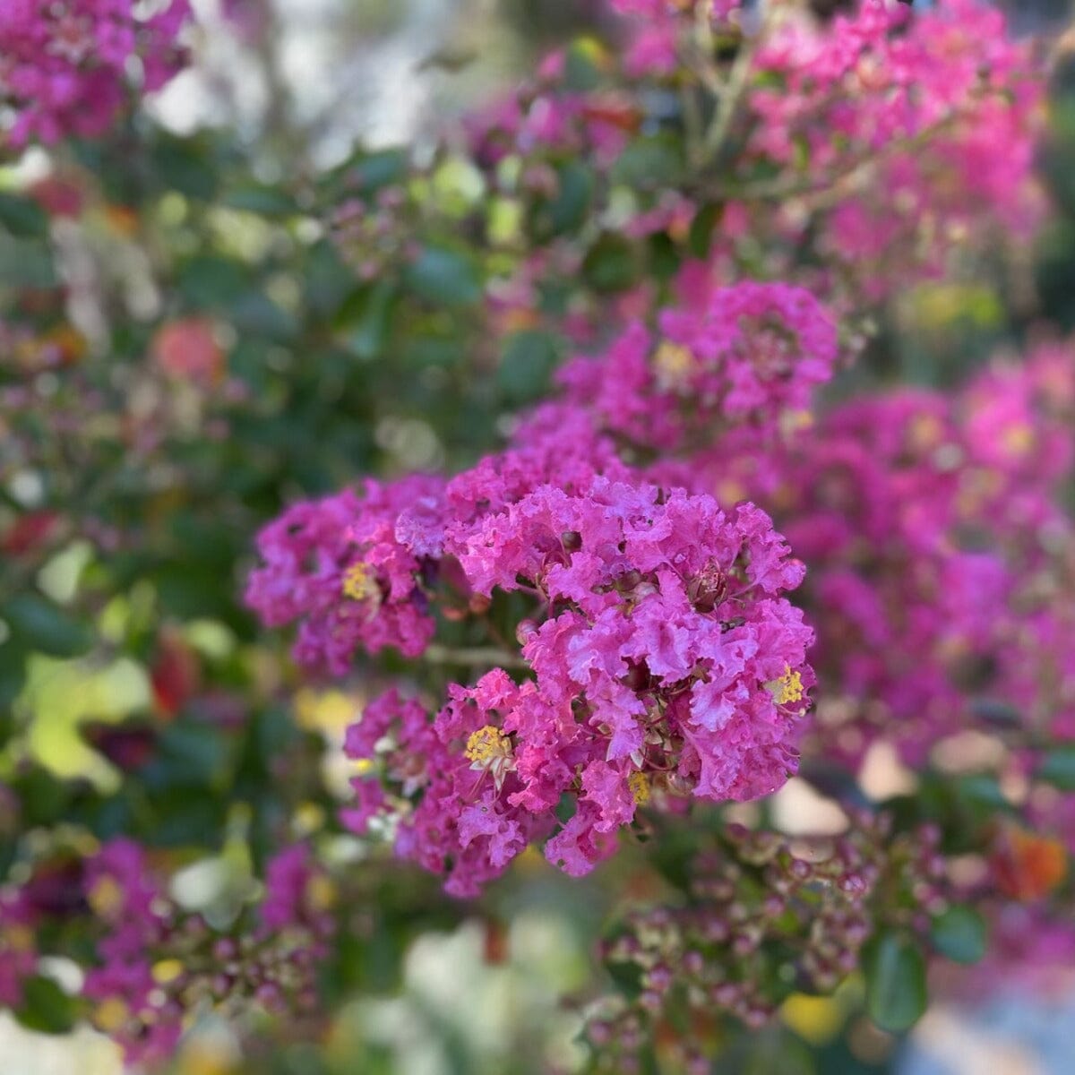 Lagerstroemia, Crepe Myrtle Brookfield Gardens