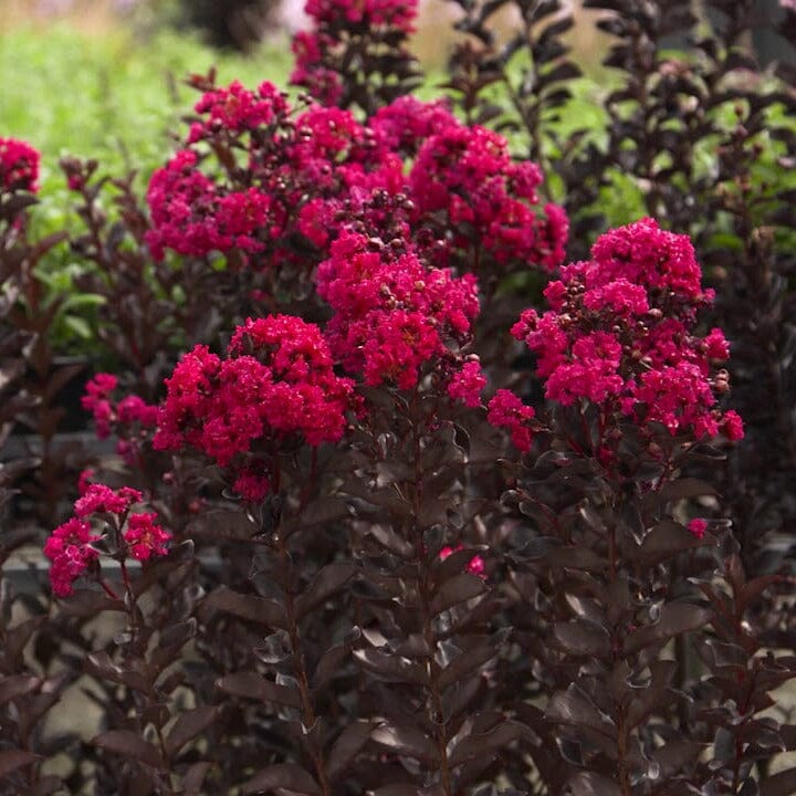 Lagerstroemia, Crepe Myrtle Brookfield Gardens