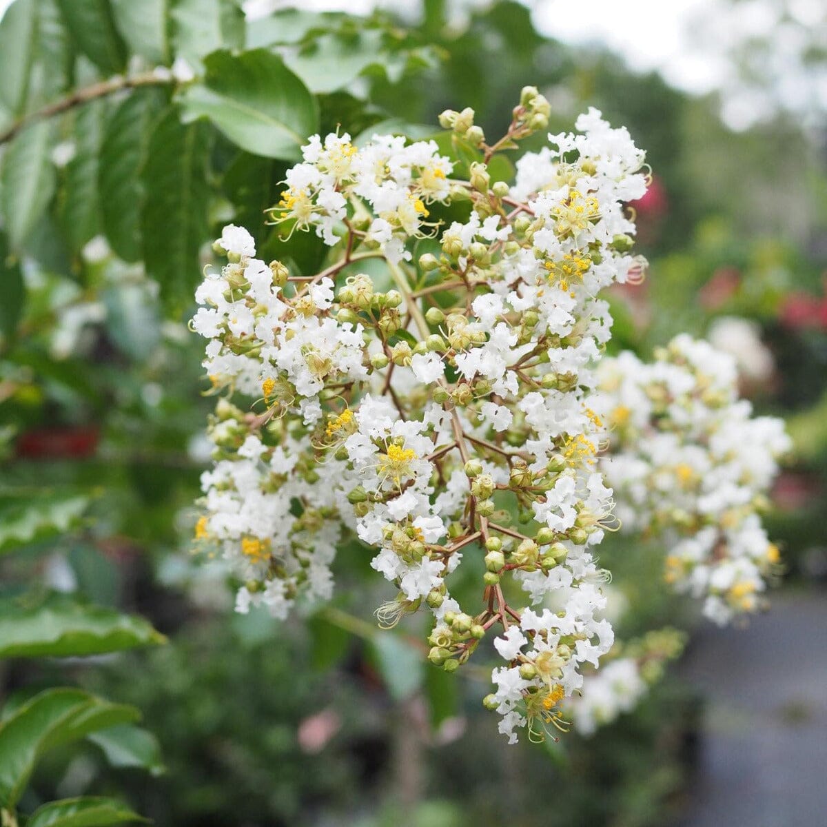 Lagerstroemia, Crepe Myrtle Brookfield Gardens