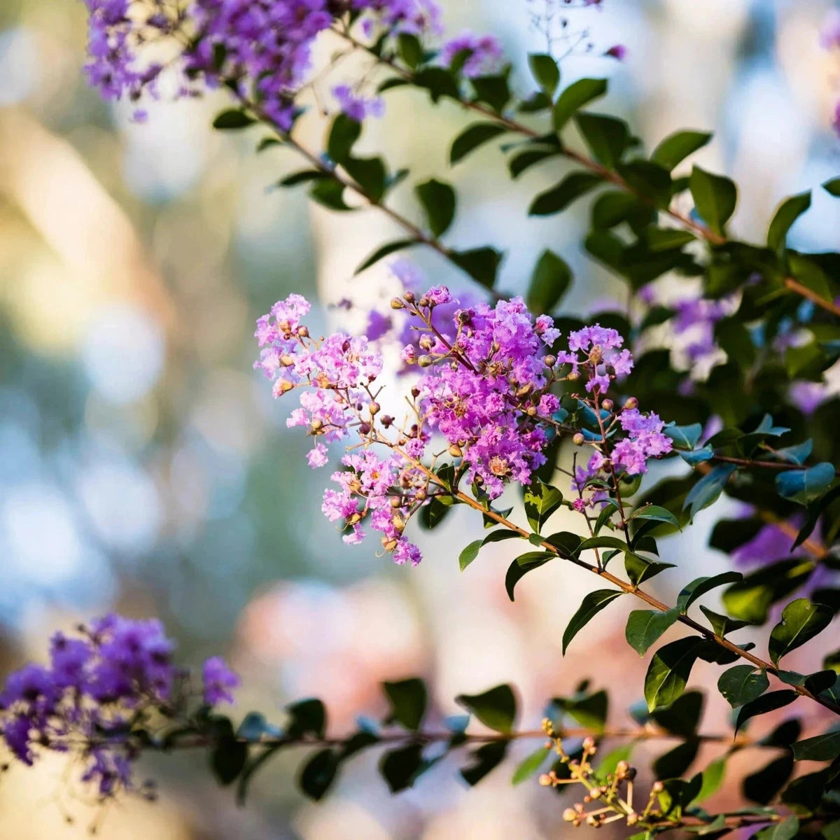 Lagerstroemia, Crepe Myrtle Brookfield Gardens