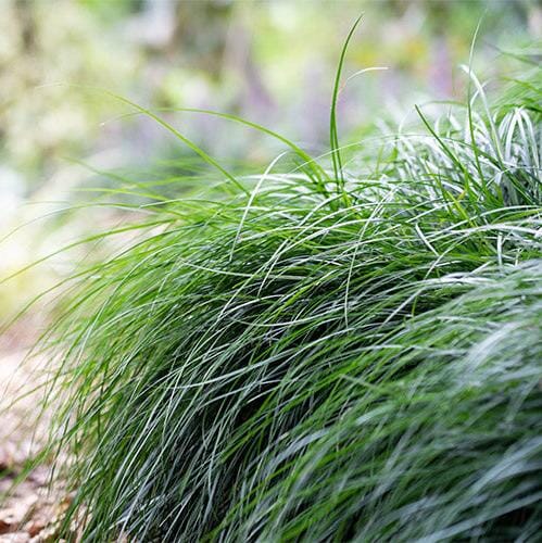Liriope Emerald Cascade Grasses Brookfield Gardens