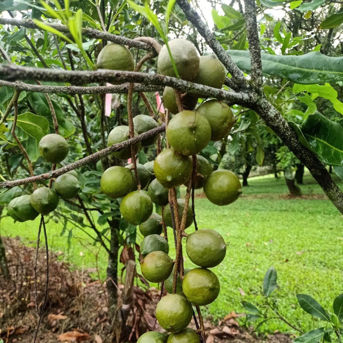 Macadamia Fruit Trees Brookfield Gardens