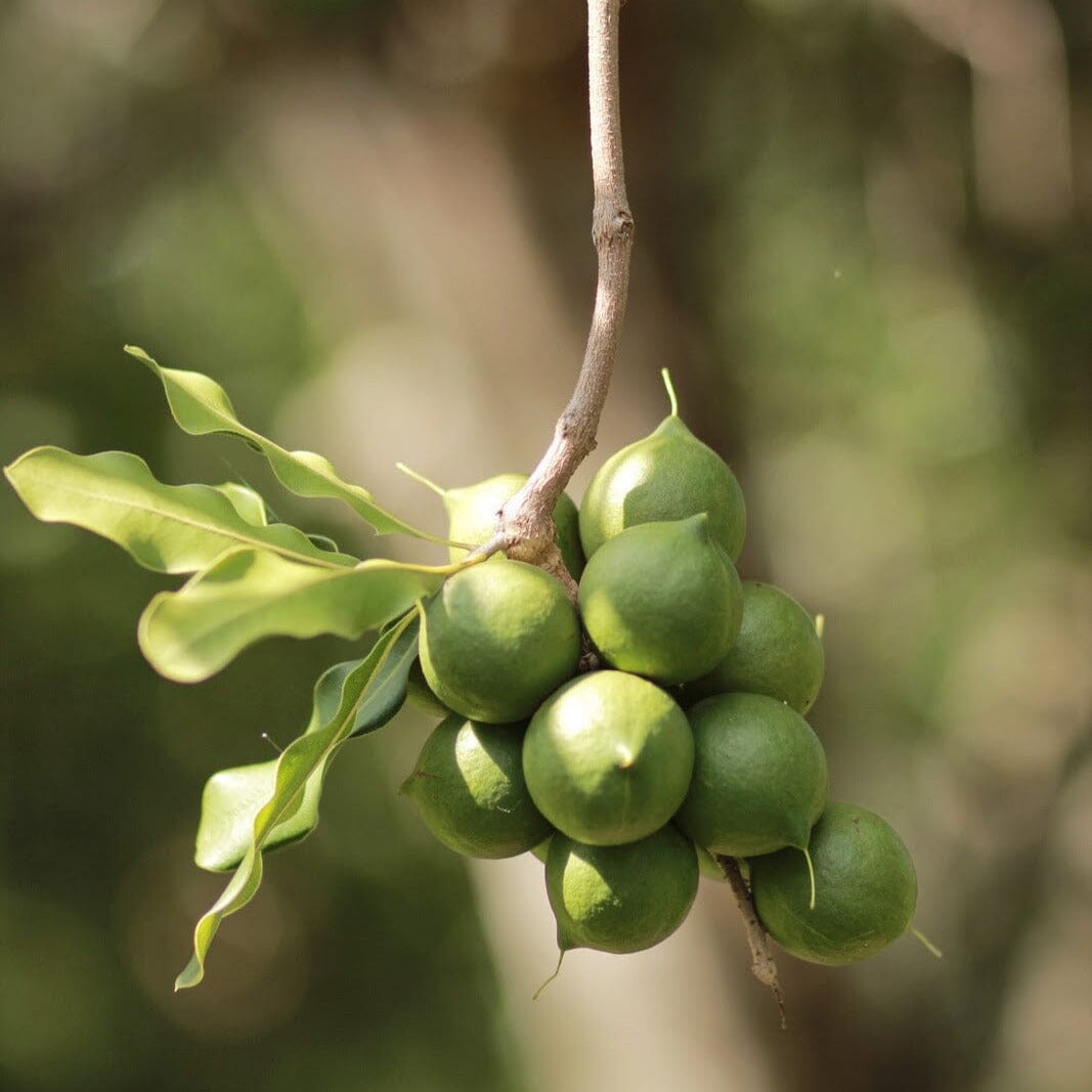 Macadamia Fruit Trees Brookfield Gardens