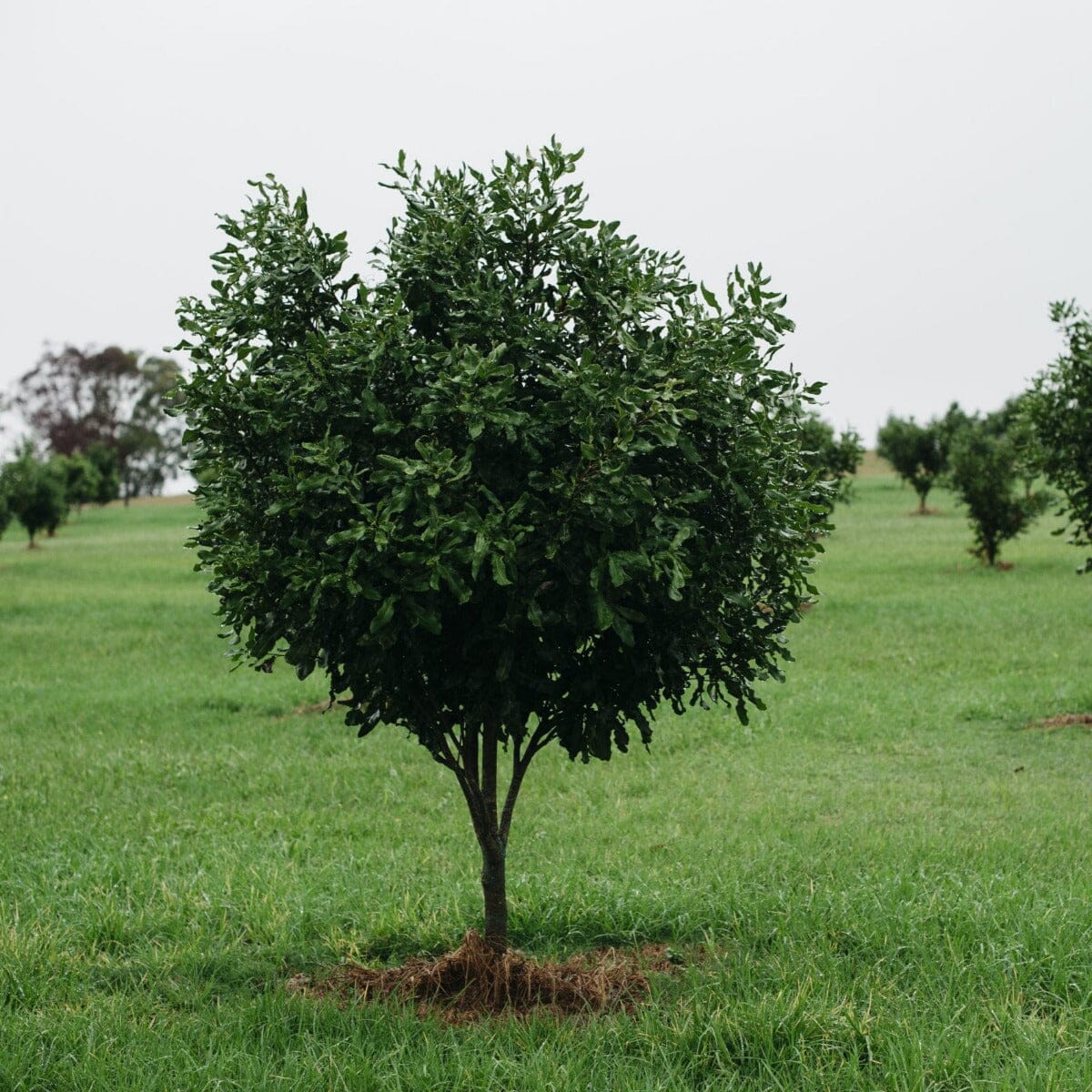 Macadamia Fruit Trees Brookfield Gardens