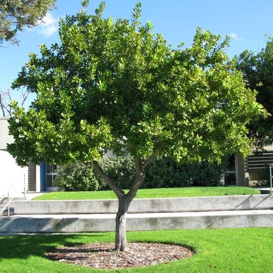 Macadamia Fruit Trees Brookfield Gardens