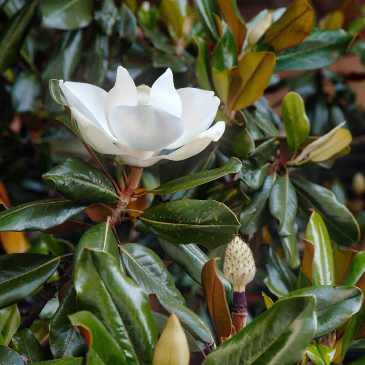 Magnolia Little Gem Brookfield Gardens