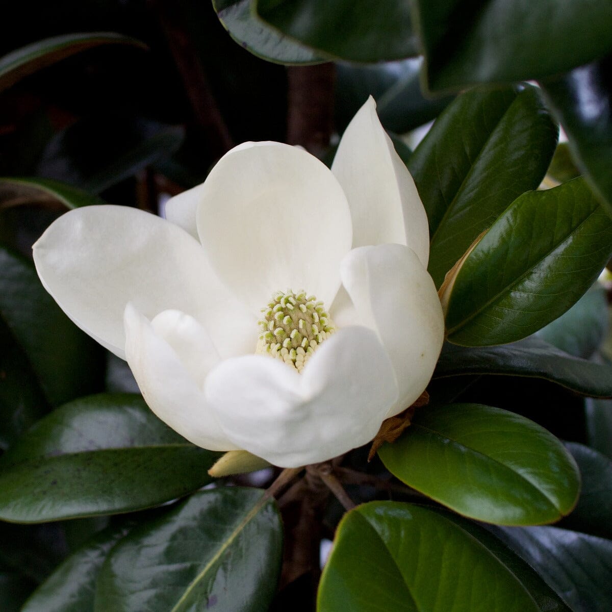 Magnolia Little Gem Brookfield Gardens
