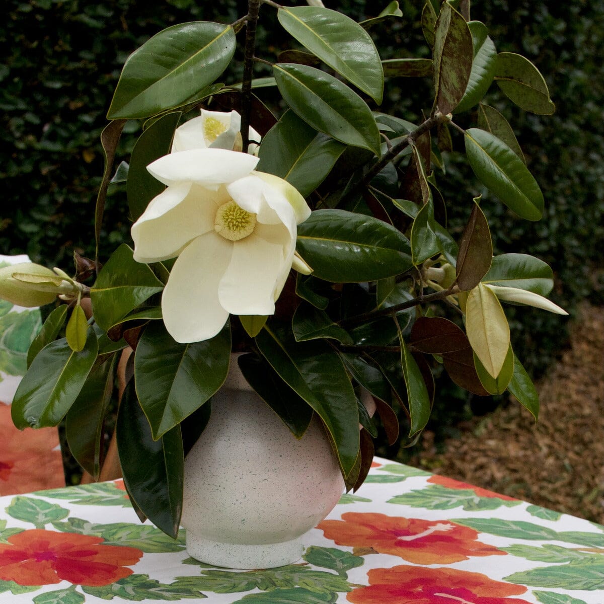 Magnolia Little Gem Brookfield Gardens