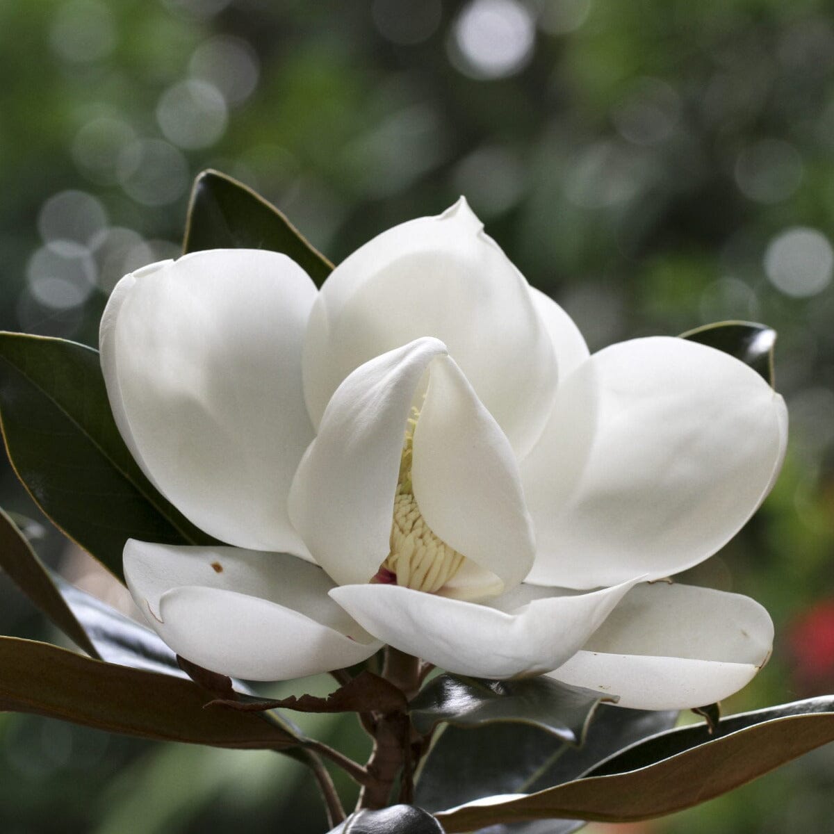 Magnolia Little Gem Brookfield Gardens