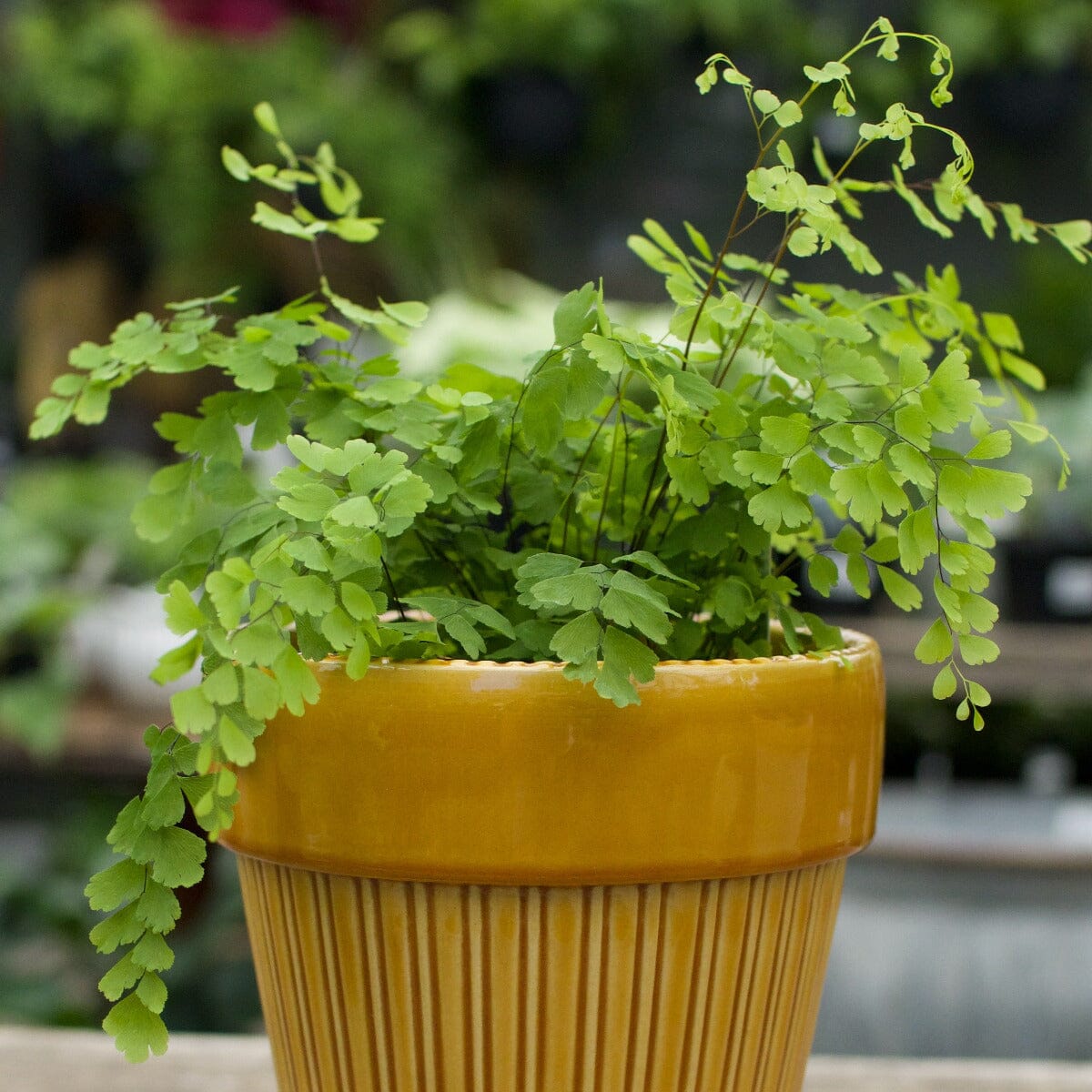 Maidenhair Fern Brookfield Gardens