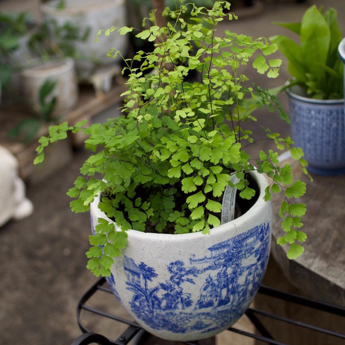 Maidenhair Fern Brookfield Gardens