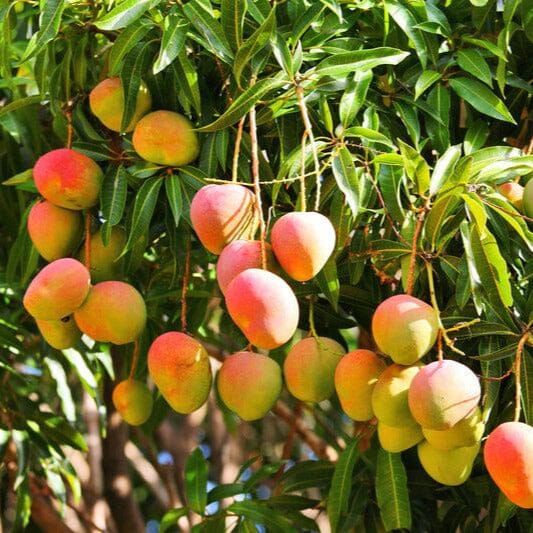 Mango Fruit Trees Brookfield Gardens
