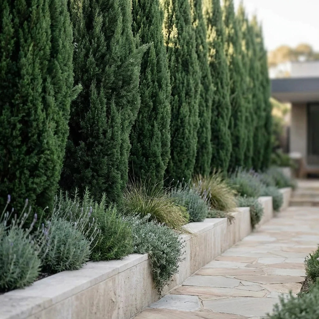 Tall narrow Cupressus ‘Nitschke’s Needle’ trees planted as an evergreen screen beside a garden path.