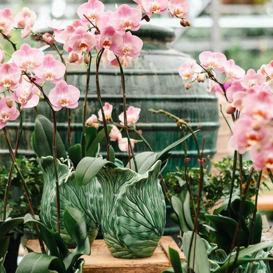 Mode Cabbage Vase Lrg Pots - Decorator Brookfield Gardens