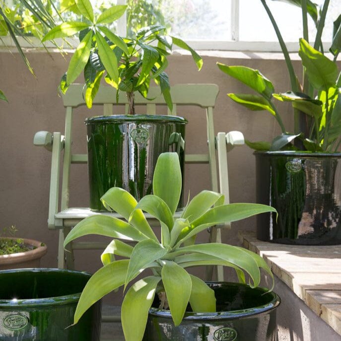 Modena Glazed Pot inc Saucer Pots - Berg Brookfield Gardens