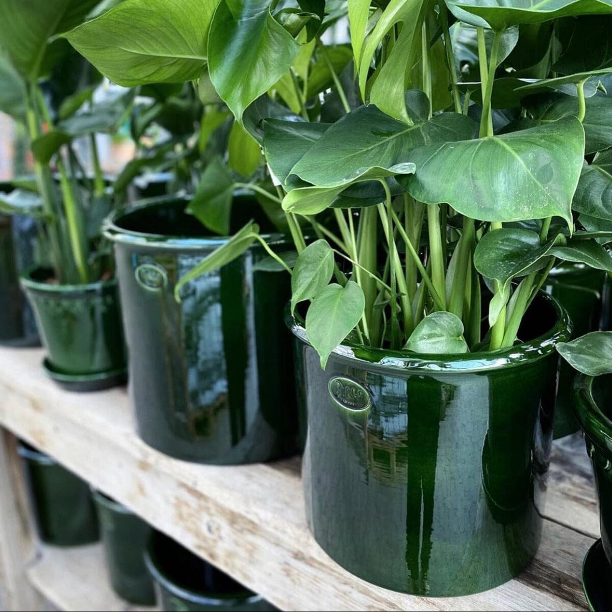 Modena Glazed Pot inc Saucer Pots - Berg Brookfield Gardens