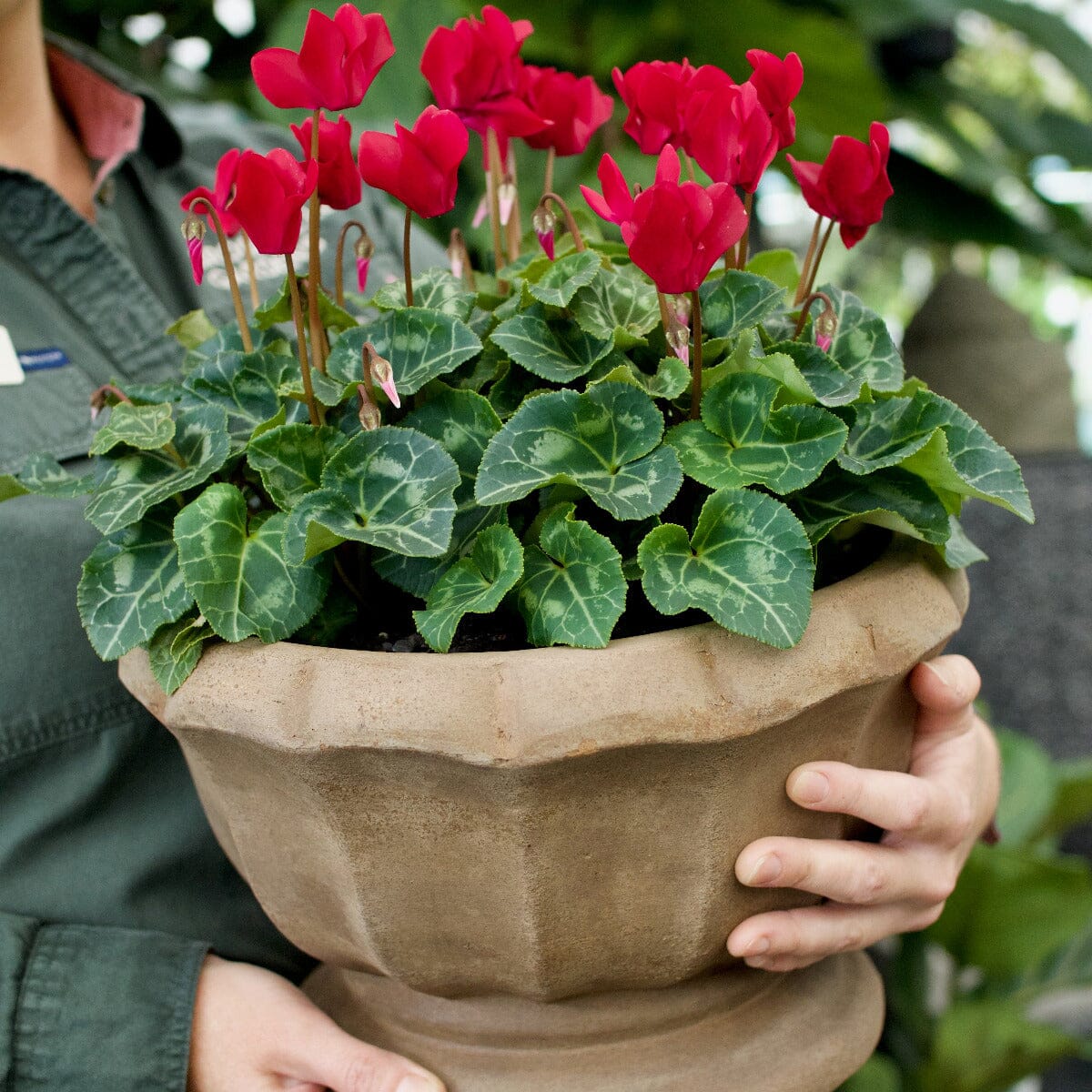 Montmart Cyclamen Bowl Hampers Brookfield Gardens