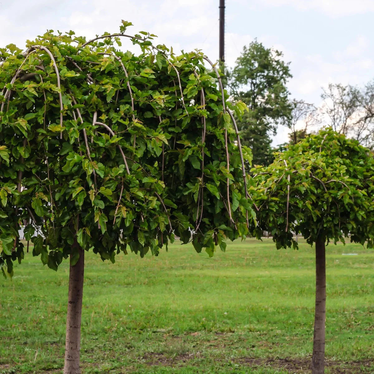 Mulberry Fruit Trees Brookfield Gardens