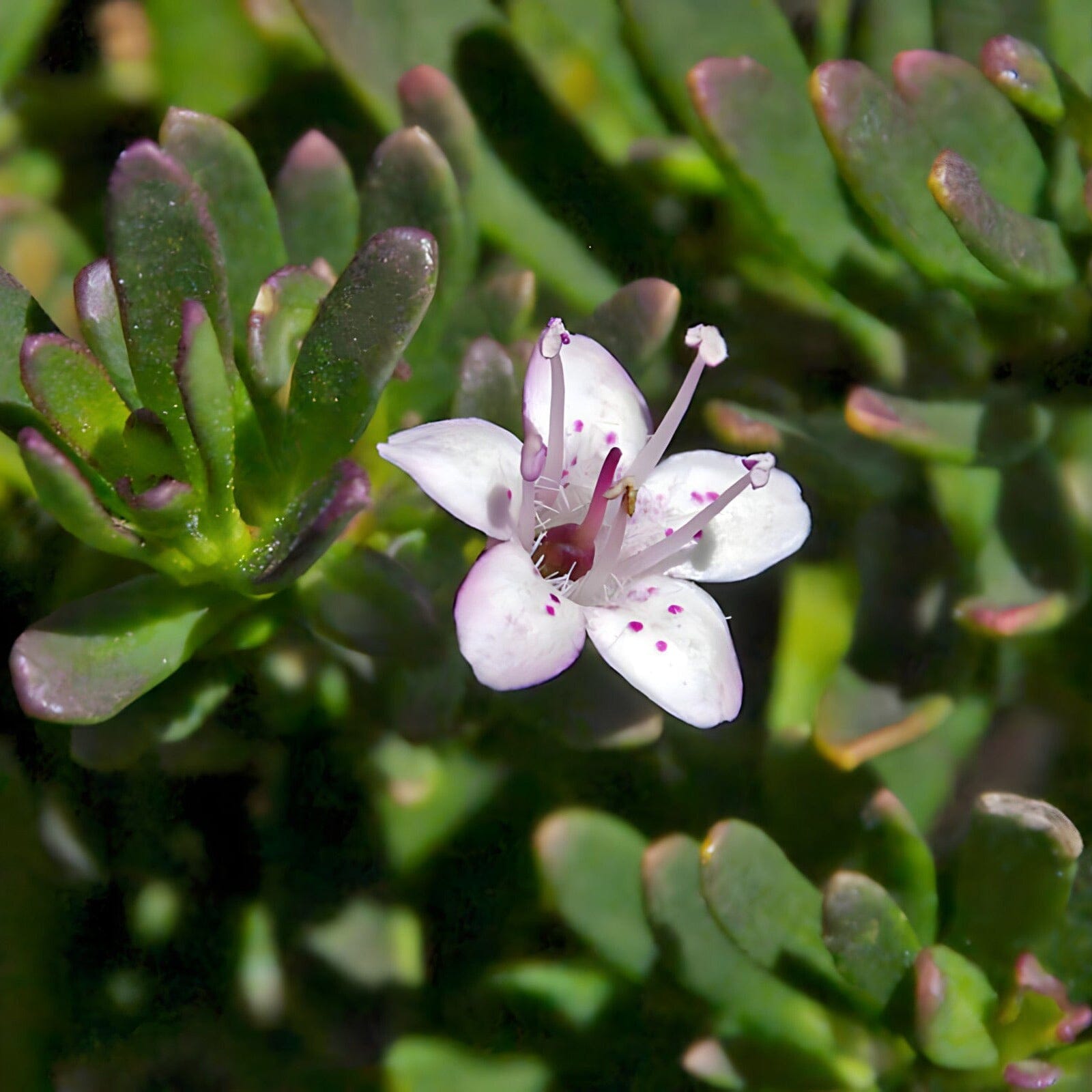 Myoporum Natives incl trees Brookfield Gardens