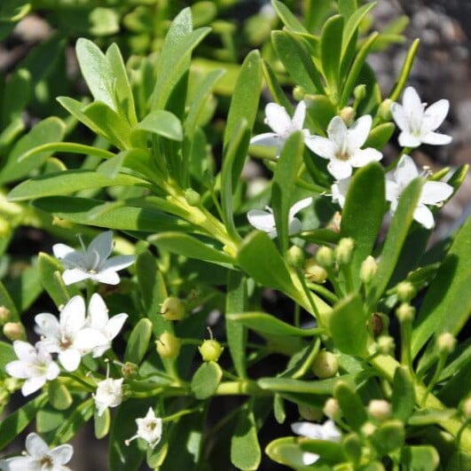 Myoporum Natives incl trees Brookfield Gardens