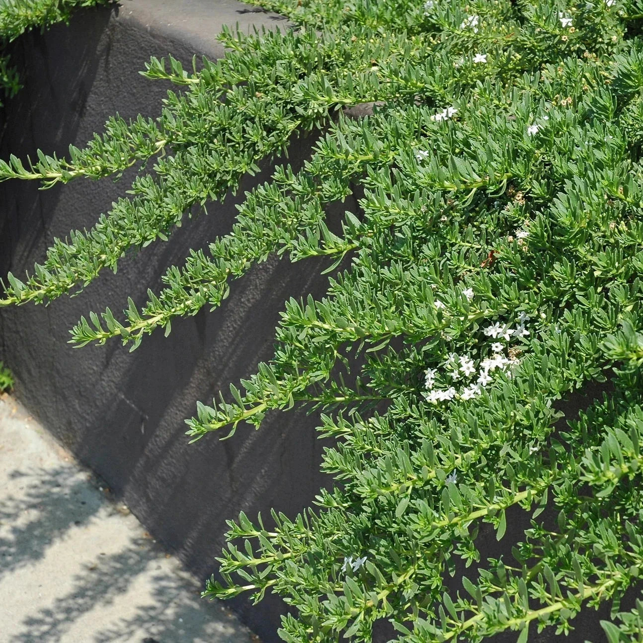 Myoporum Natives incl trees Brookfield Gardens
