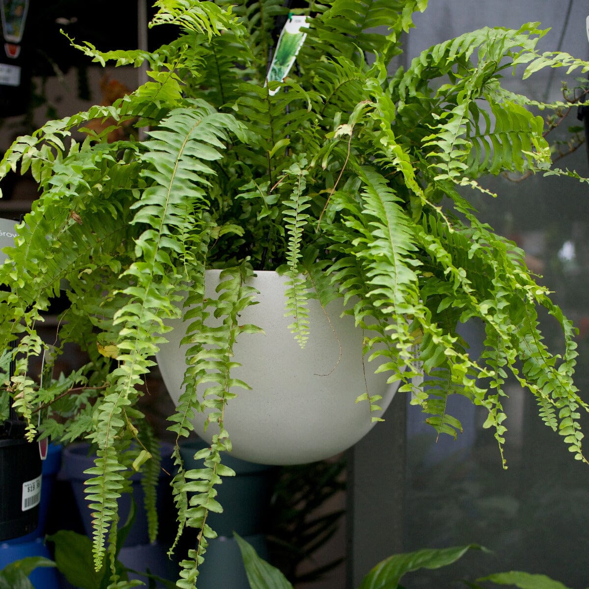 Nephroleppis Boston Fern Brookfield Gardens