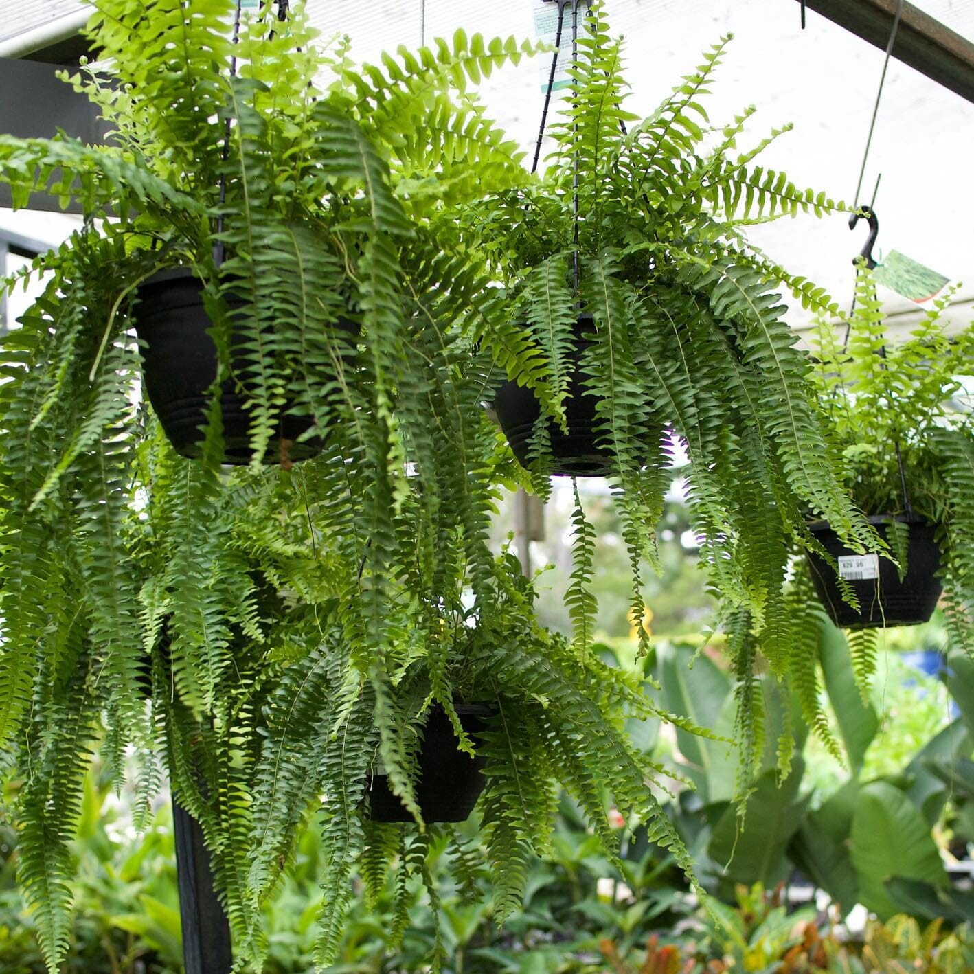 Nephroleppis Boston Fern Brookfield Gardens