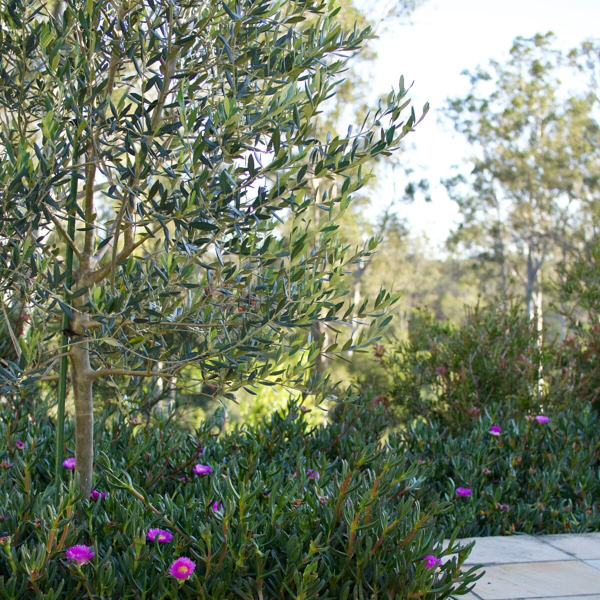 Olive tree Brookfield Gardens