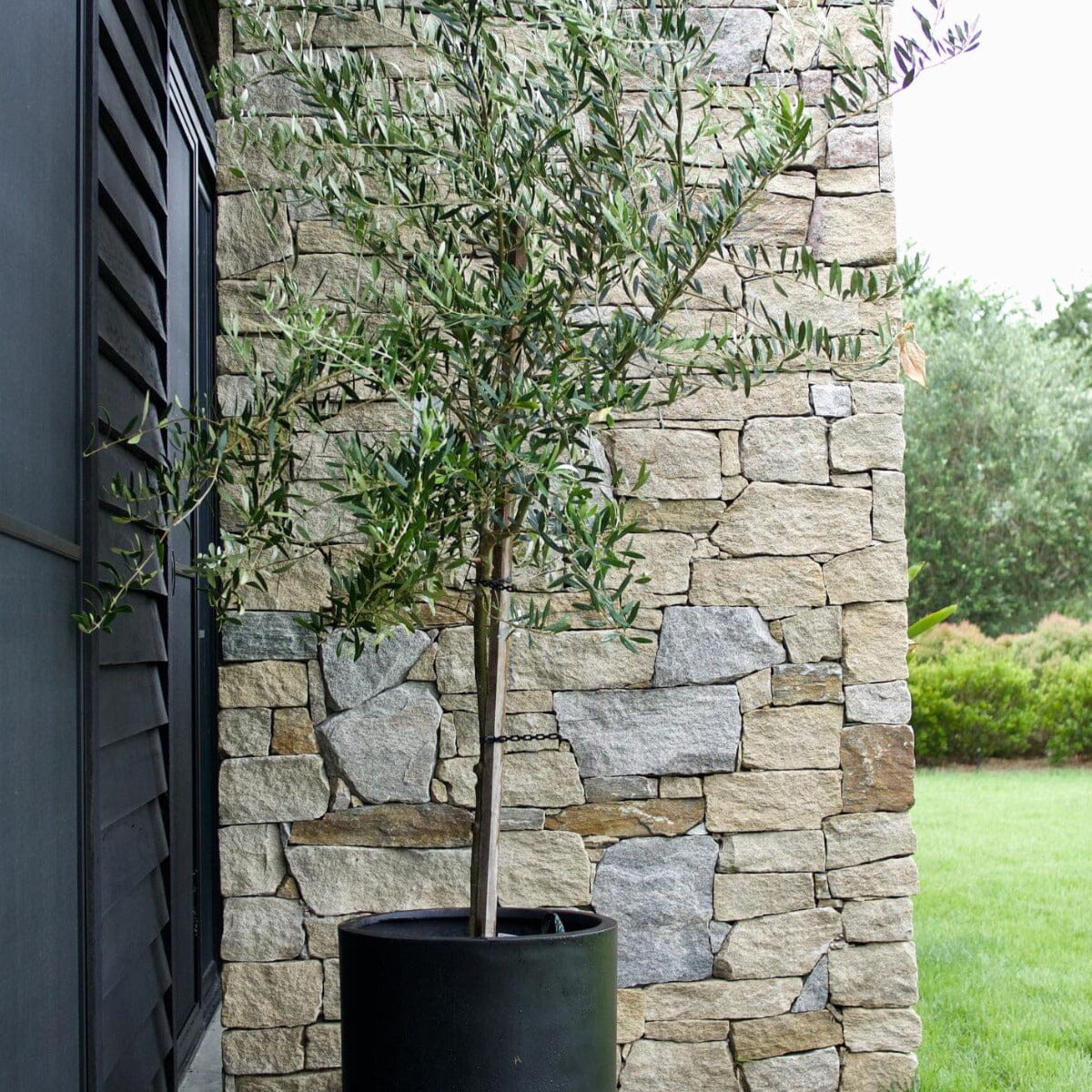 Olive tree Brookfield Gardens