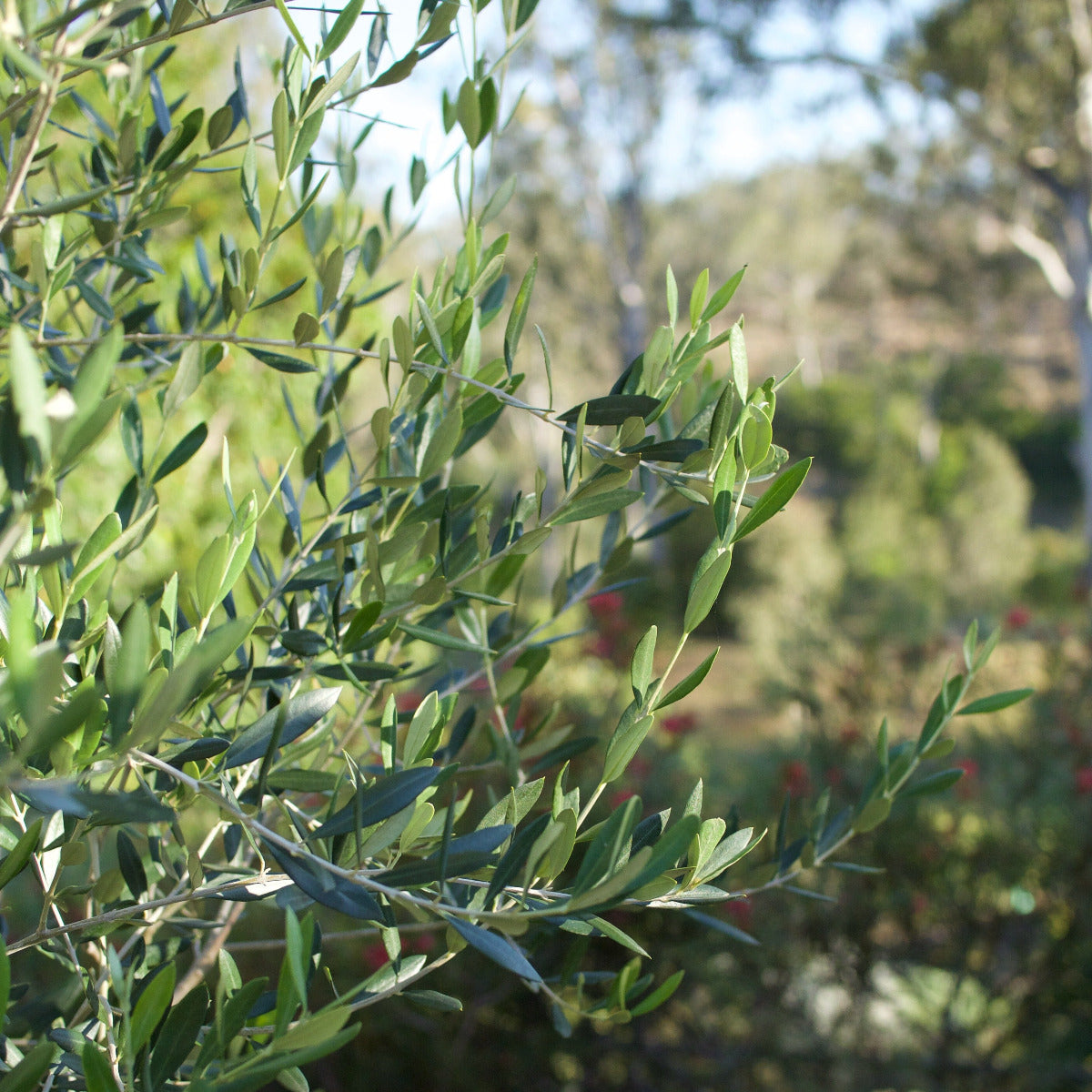 Olive tree Brookfield Gardens
