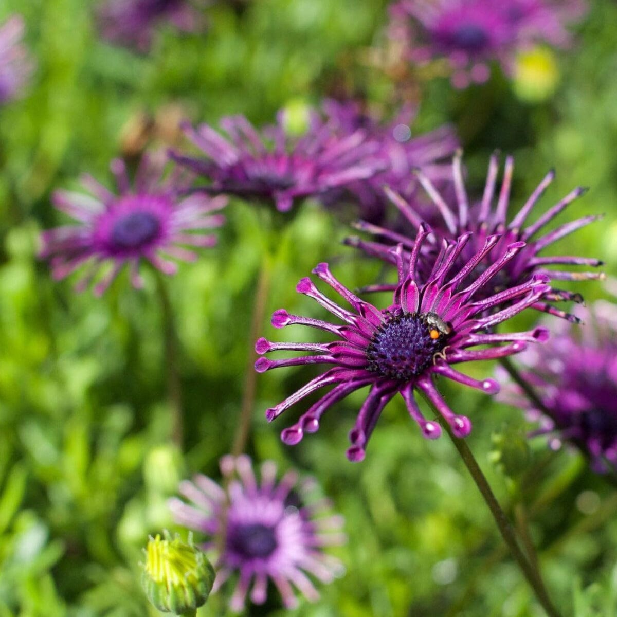 Osteospermum 'African Daisy' Brookfield Gardens