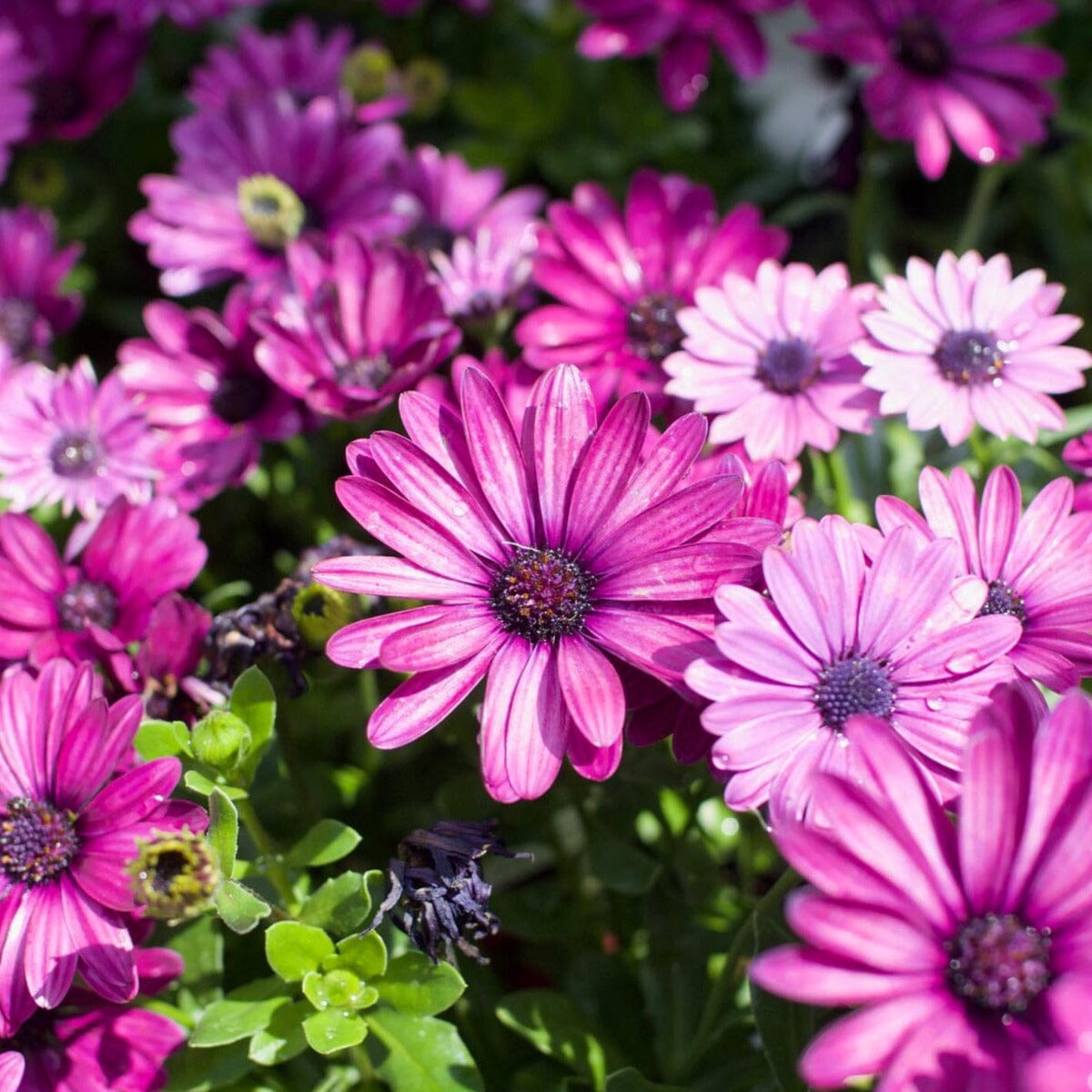 Osteospermum 'African Daisy' Brookfield Gardens