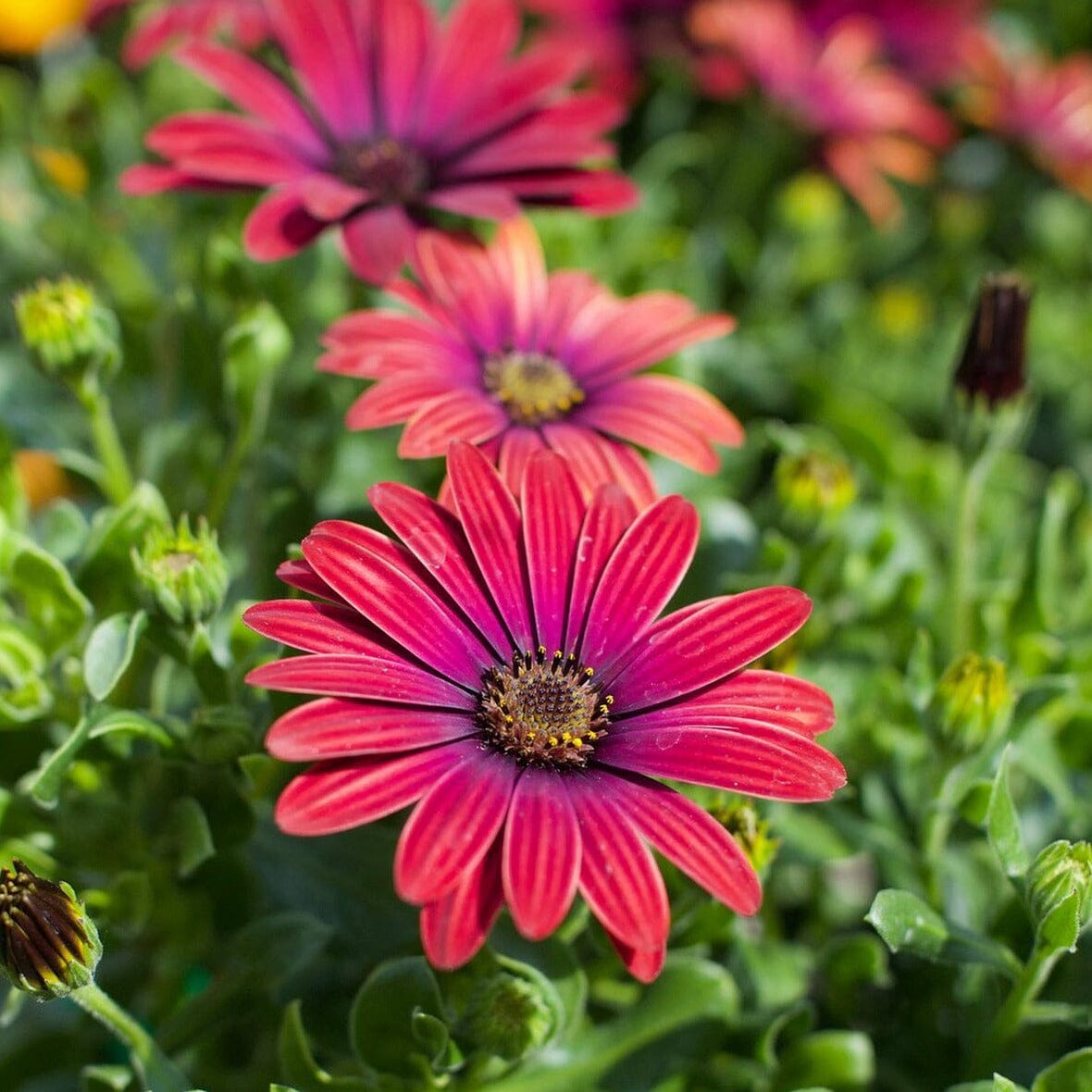 Osteospermum 'African Daisy' Brookfield Gardens