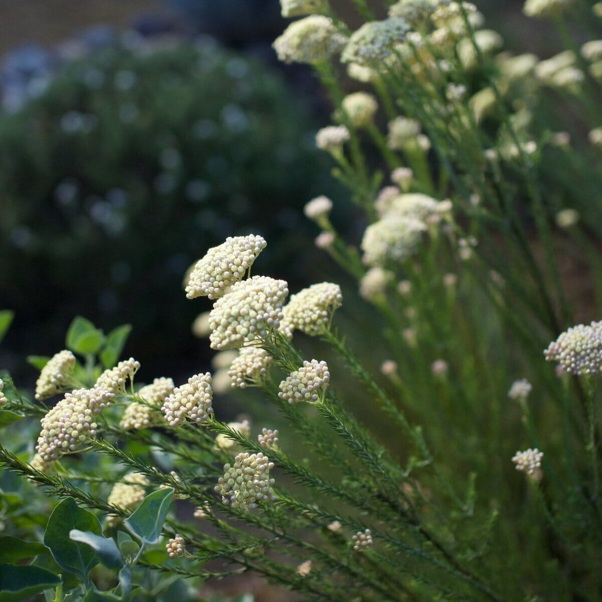 Ozothamnus 'Springtime White' Natives incl trees Brookfield Gardens