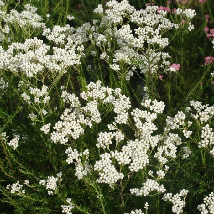Ozothamnus 'Springtime White' Natives incl trees Brookfield Gardens