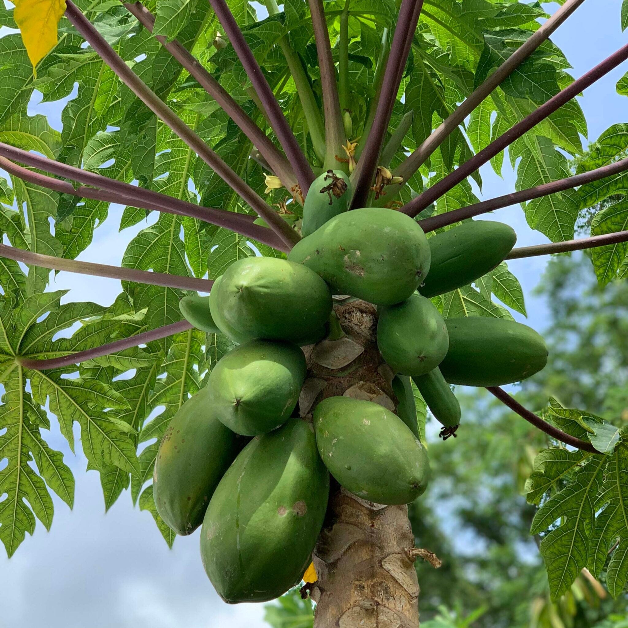 Papaya, Paw Paw Fruit Trees Brookfield Gardens