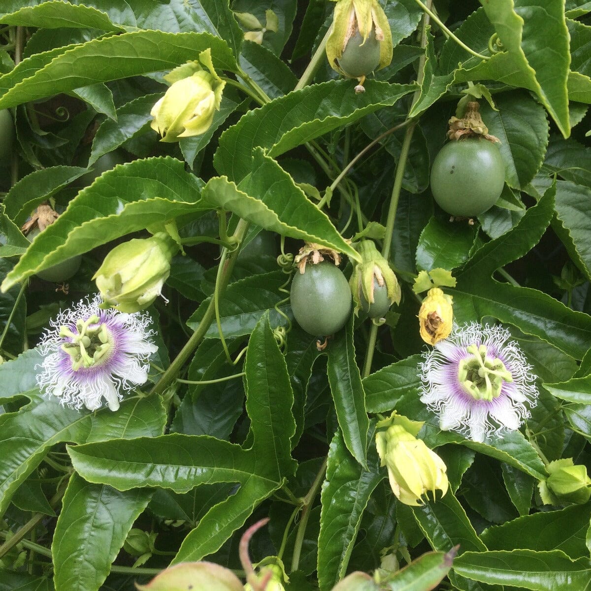 Passionfruit Fruit Trees Brookfield Gardens