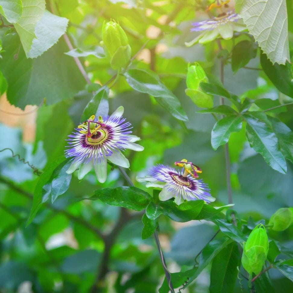 Passionfruit Fruit Trees Brookfield Gardens