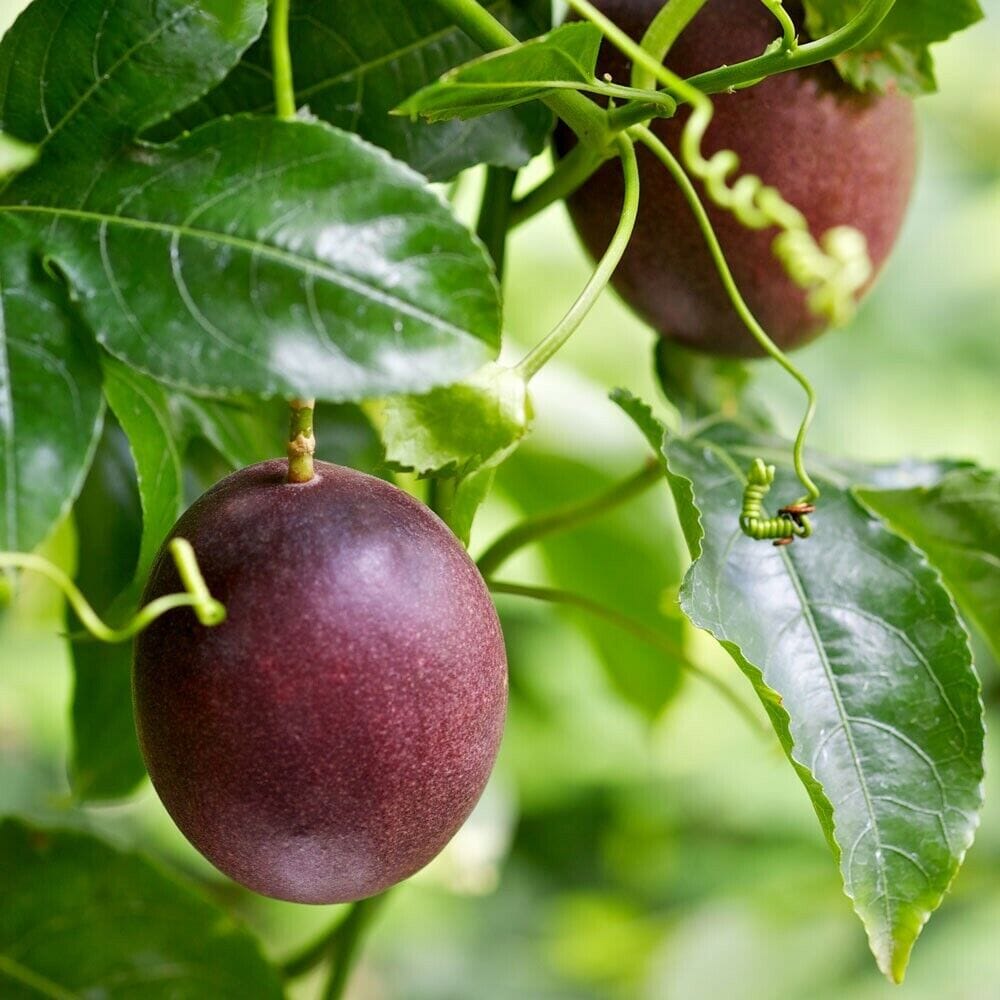 Passionfruit Fruit Trees Brookfield Gardens