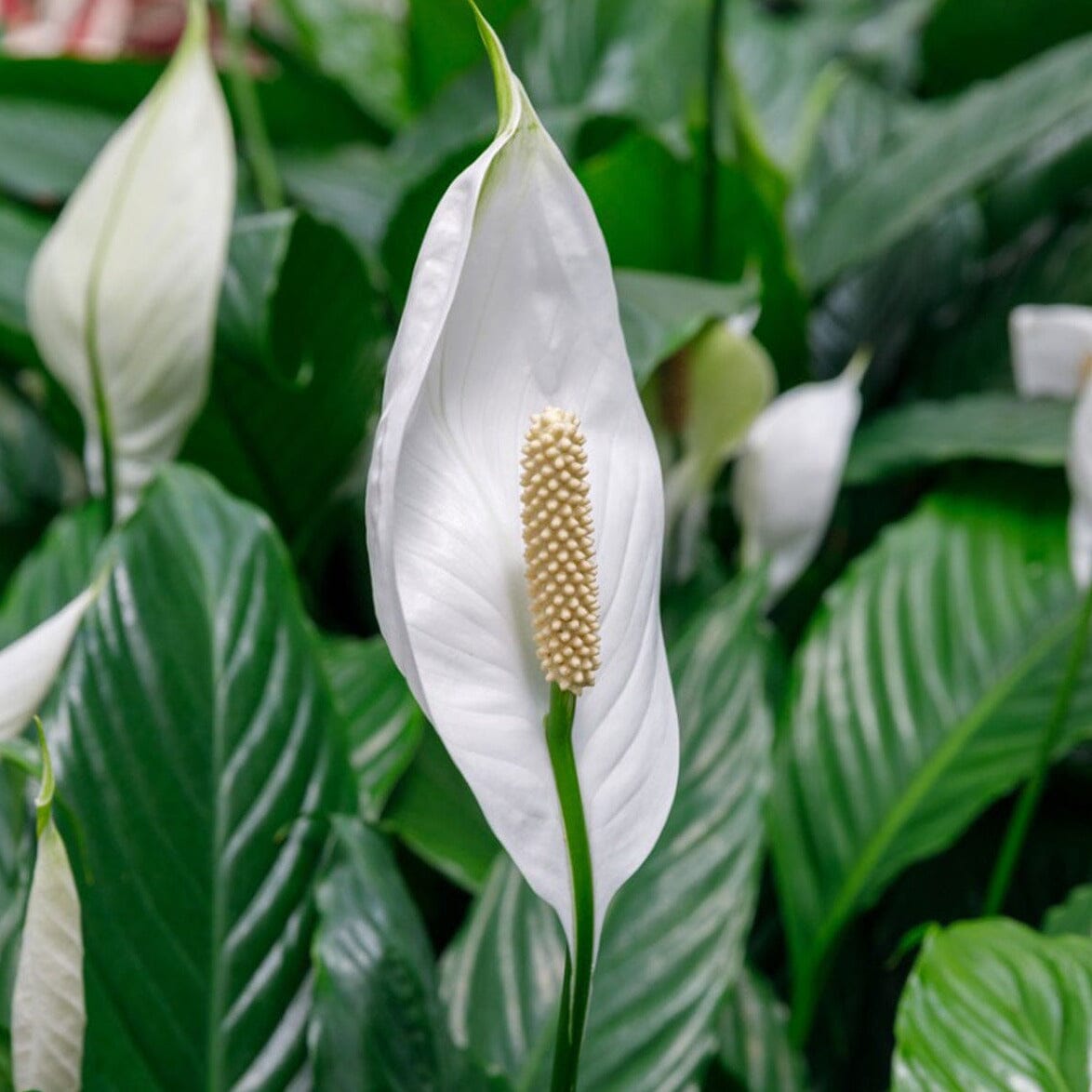 scientific name for peace lily Peace Lily, Spathiphyllium