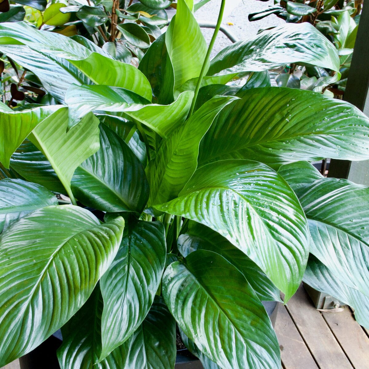 Peace Lily, Spathiphyllium Brookfield Gardens