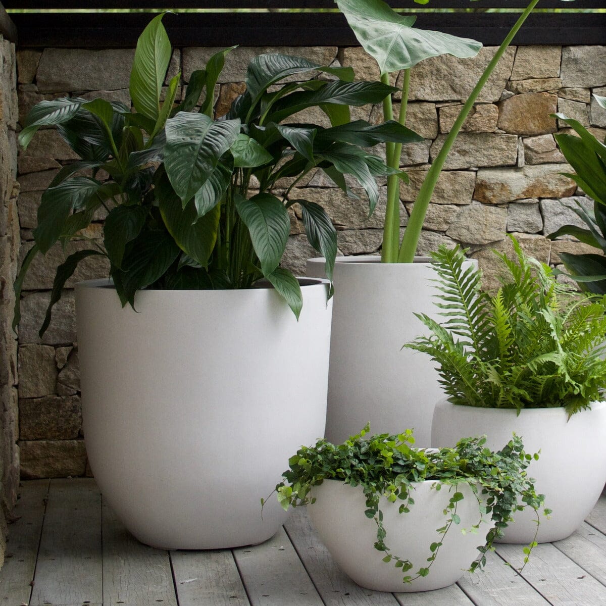 Peace Lily, Spathiphyllium Brookfield Gardens