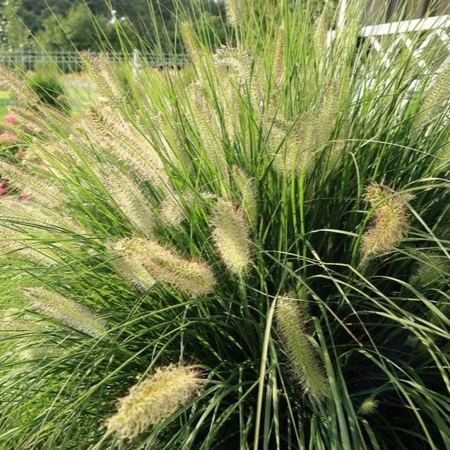 Pennisetum Nafray Grasses Brookfield Gardens