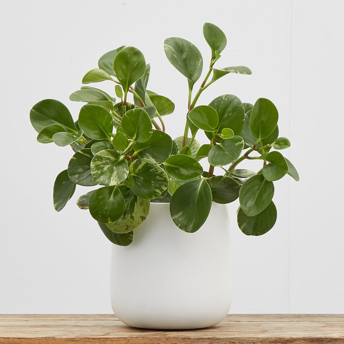 Peperomia Assorted Brookfield Gardens