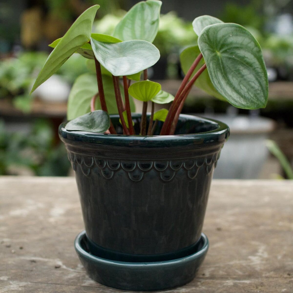 Peperomia Watermelon Brookfield Gardens