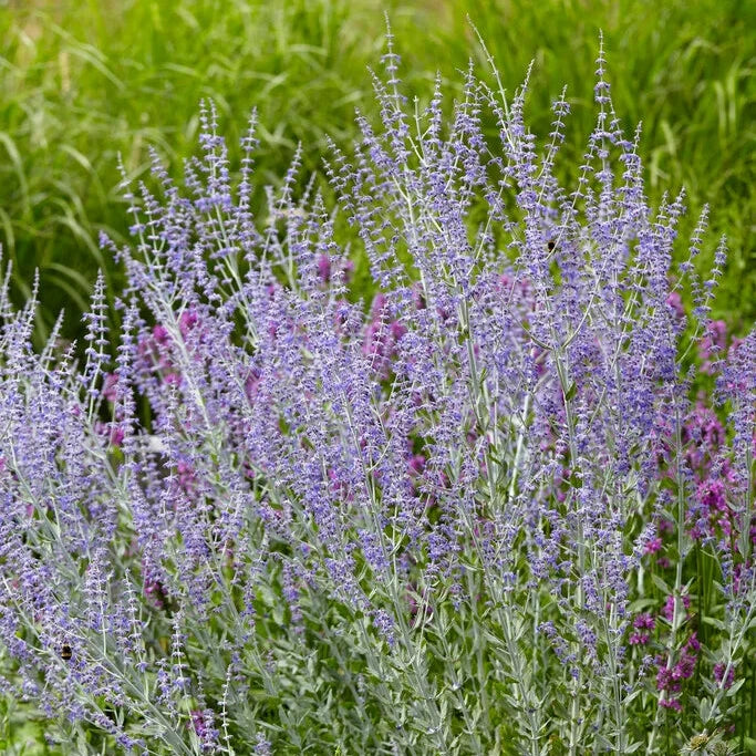 Purple flowering plants in a field with green grass