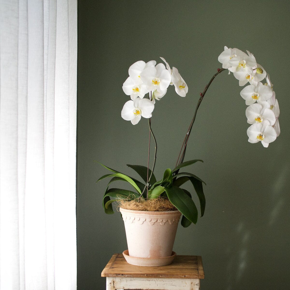 Phalaenopsis in Berg Kobenhavner Pot Hampers Brookfield Gardens