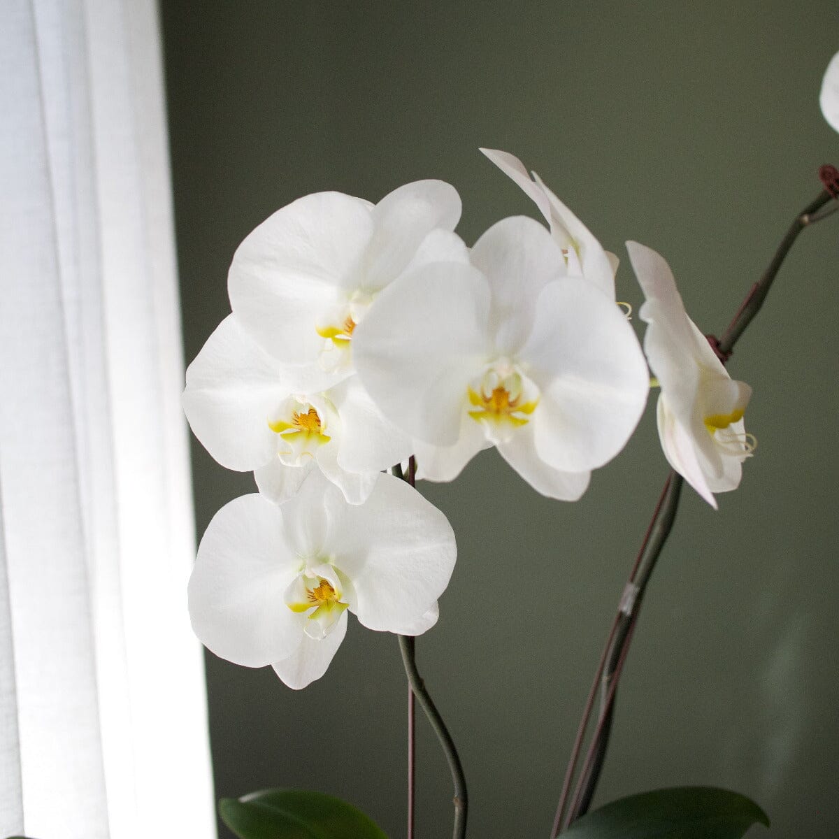 Phalaenopsis in Berg Kobenhavner Pot Hampers Brookfield Gardens